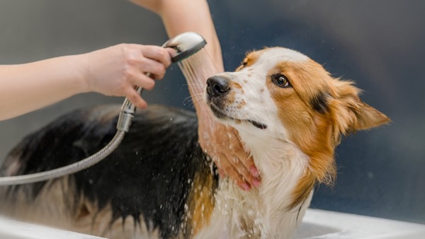 Chien en train d'être lavé avec du shampoing